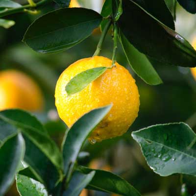 Horticulture Fruit Produce